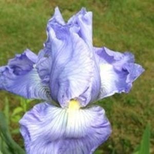 Meet your Posher, Filomena